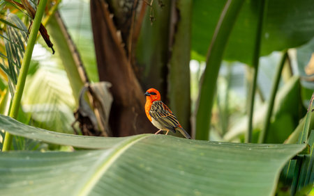 Bright Red Tropical Bird Sitting on Large Green Leaf Exotic Wildlife in Lush Jungle Environment