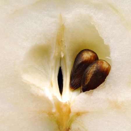 apple seedの写真素材