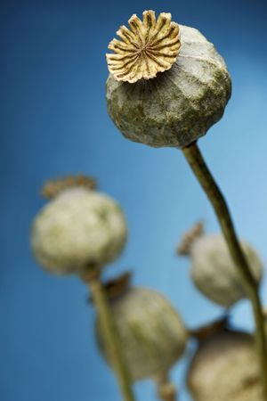 poppy plant against blue skyの写真素材