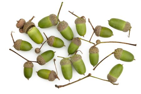 bunch of green acorns on white background