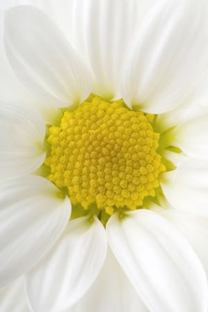 a closeup of a flowerの写真素材