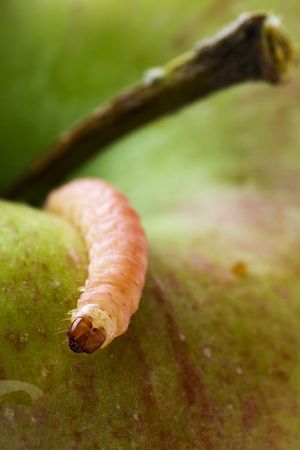 a common worm creeping on an appleの写真素材