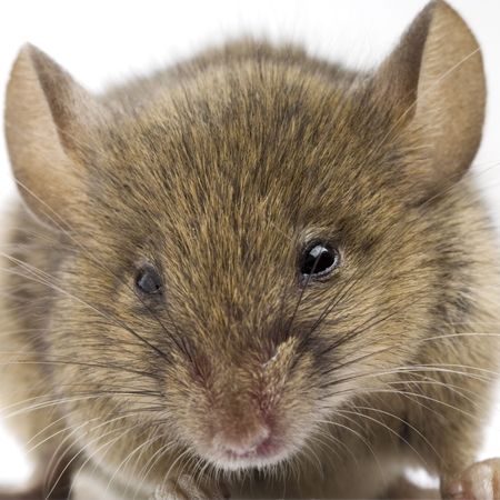 a closeup of a comon mouse