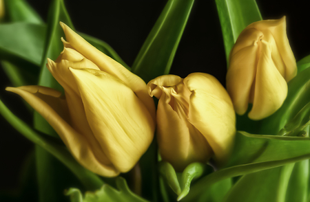 three tulips bloomsの写真素材