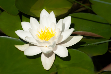 Waterlilyの写真素材