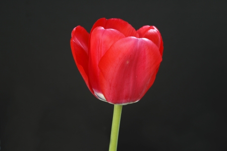 tulip on the black backgroundの写真素材