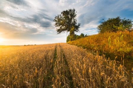 beautiful landscape of sunset over fieldの写真素材