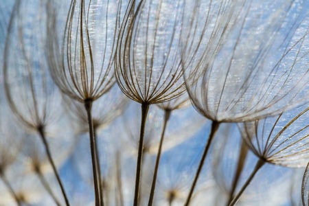 beautiful dry dandelion seeds in close upの写真素材