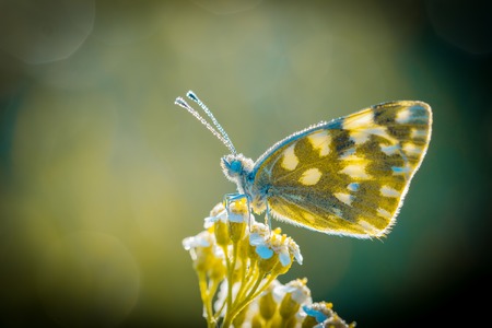 Beutiful butterly macroの写真素材