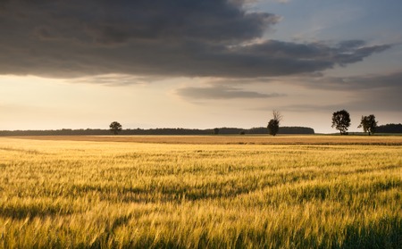 Beautiful landscape with young green field photographed during late spring
