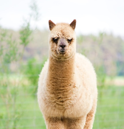 Face of alpaca (Vicugna pacos) from farmの写真素材