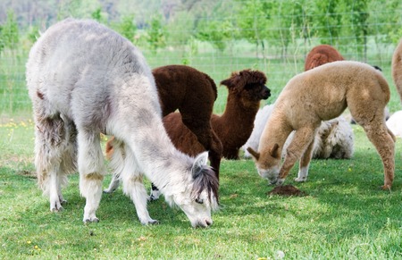 Herd of alpacas (Vicugna pacos) from alpaca farmの写真素材
