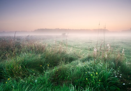 foggy morning on meadow. rural summertime landscapeの写真素材