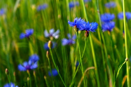beautiful blue cornflowers in sunset light growing on rye field