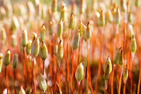 Beautiful close up of blooming springtime mossの写真素材
