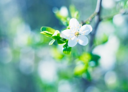 Beautiful blooming cherry branch in close up