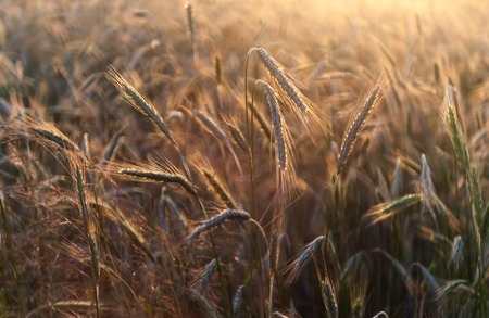 close up of beautiful grown up rye ears in sunset lightの写真素材
