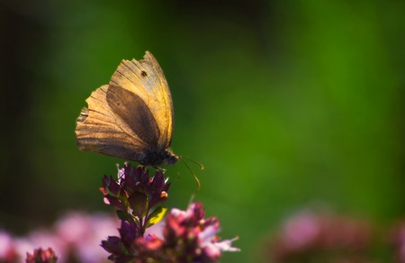 Beautiful butterfly photographed in good light in nature sitting on flower