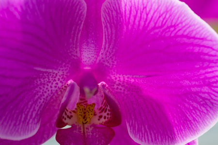 Blooming beautiful pink orchid flowers, exotic plantの写真素材
