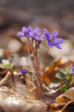 liverworts, beautiful springtime flowers growing in the forest