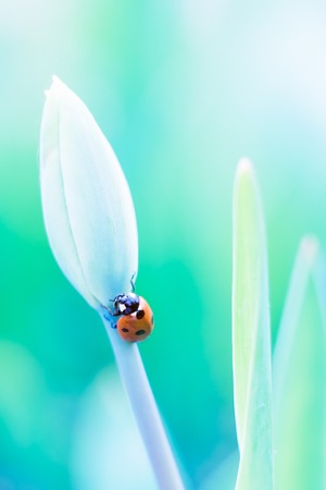 Beautiful ladybug sitting on springtime plant, macro