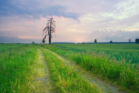 beautiful landscape of sunset over cereal field