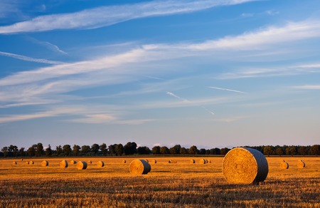 Stubble field in sunset light with straw bales