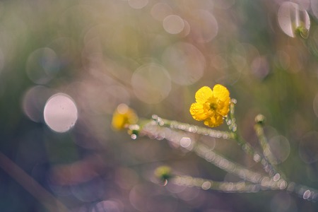 beautiful close up of buttercup flower in springtime