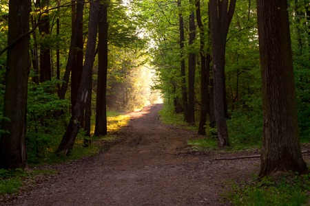 Beautiful path in forest in morning light, polish landscape