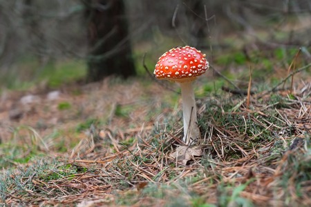 Red toadstool mushroom growing in autumnal forest