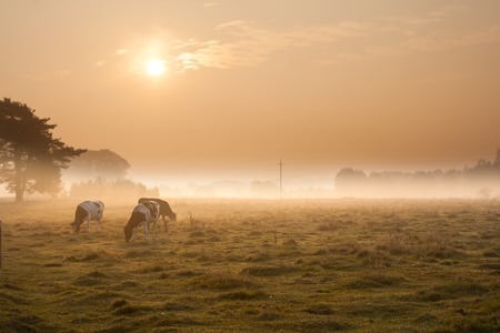 Cows at dawn in mist walking in golden lightの写真素材