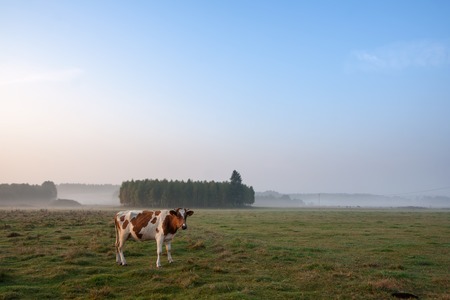 Cows at dawn in mist walking in golden lightの写真素材