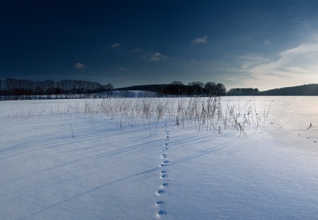Beautiful winter field covered by snow and distant trees in tranquil landscapeの写真素材