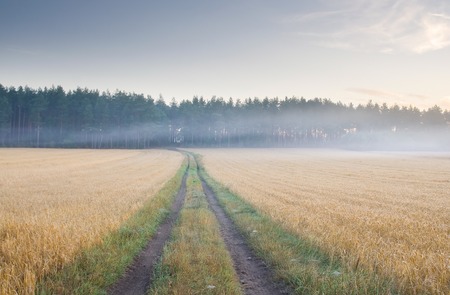 Beautiful landscape with rural sandy road at sunriseの写真素材