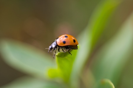 Beautiful close up of ladybug walking on plantの写真素材