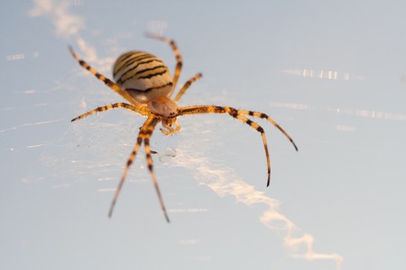 Spider photographed sitting and hunting on his web in nice lightの写真素材