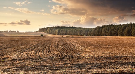 plowed field with tractor traces and distant forest at sunriseの写真素材