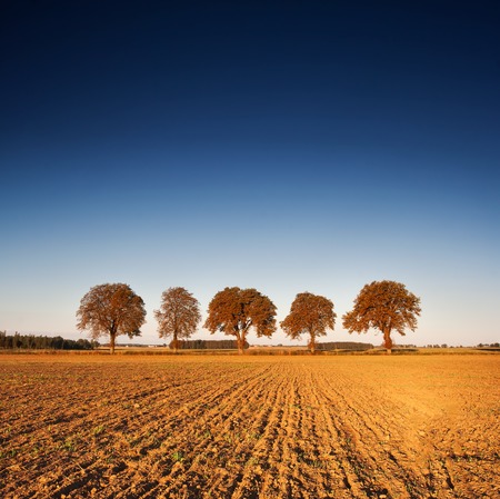 plowed field with tractor traces and distant forest at sunriseの写真素材