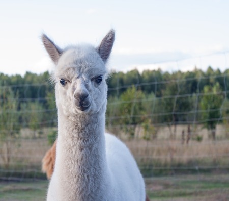 Beautiful alpaca (Vicugna pacos) living on farm, animal portraitの写真素材