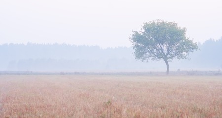 Foggy sunrise over beautiful polish meadow, late spring or summerの写真素材