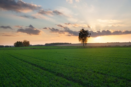 Sunset over young green cereal field in early summerの写真素材