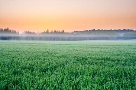 Sunset over young green cereal field in early summerの写真素材