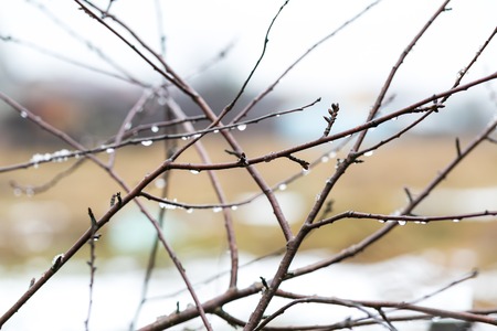 Close up of withered tree branch with water droplets in rainy day