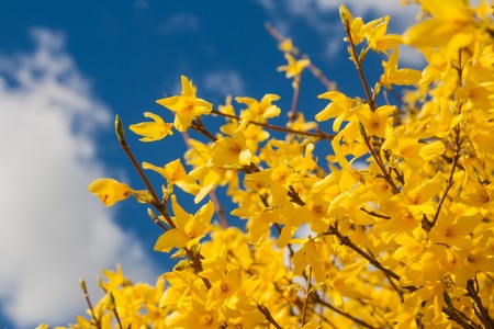 Beautiful yellow blossoming forsythia branches at springtimeの写真素材
