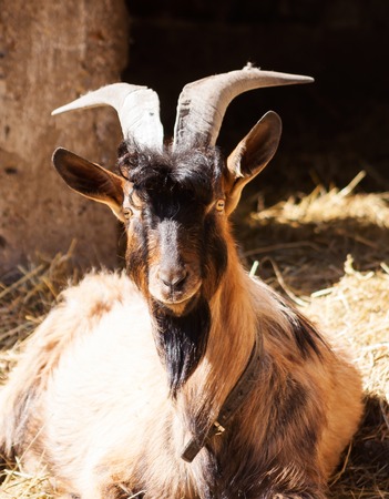 Goat living on farm portrait, animal faceの写真素材