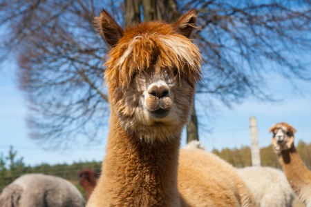 Alapaca (Vicugna pacos) portraitの写真素材