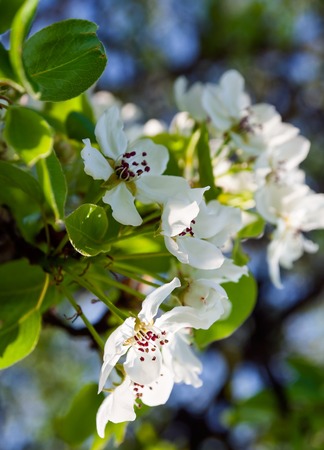 Beautiful apple tree branches blossoming at springtimeの写真素材