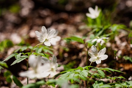 White anemone flowers in springtime forestの写真素材