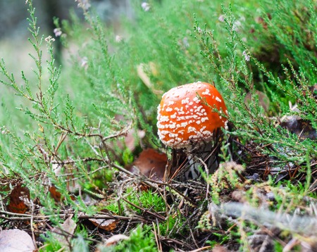 Red toadstool mushroom with green plants in autumnal forest
