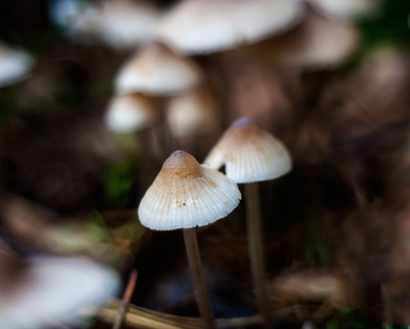 Small toadstools mushrooms in autumnal forestの写真素材